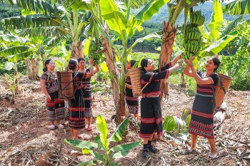 How Pa Ko Women Are Improving Lives via Dwarf Banana Harvest