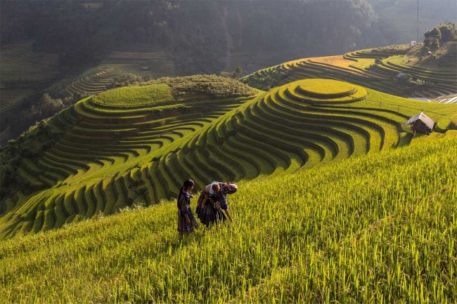 Mu Cang Chai article