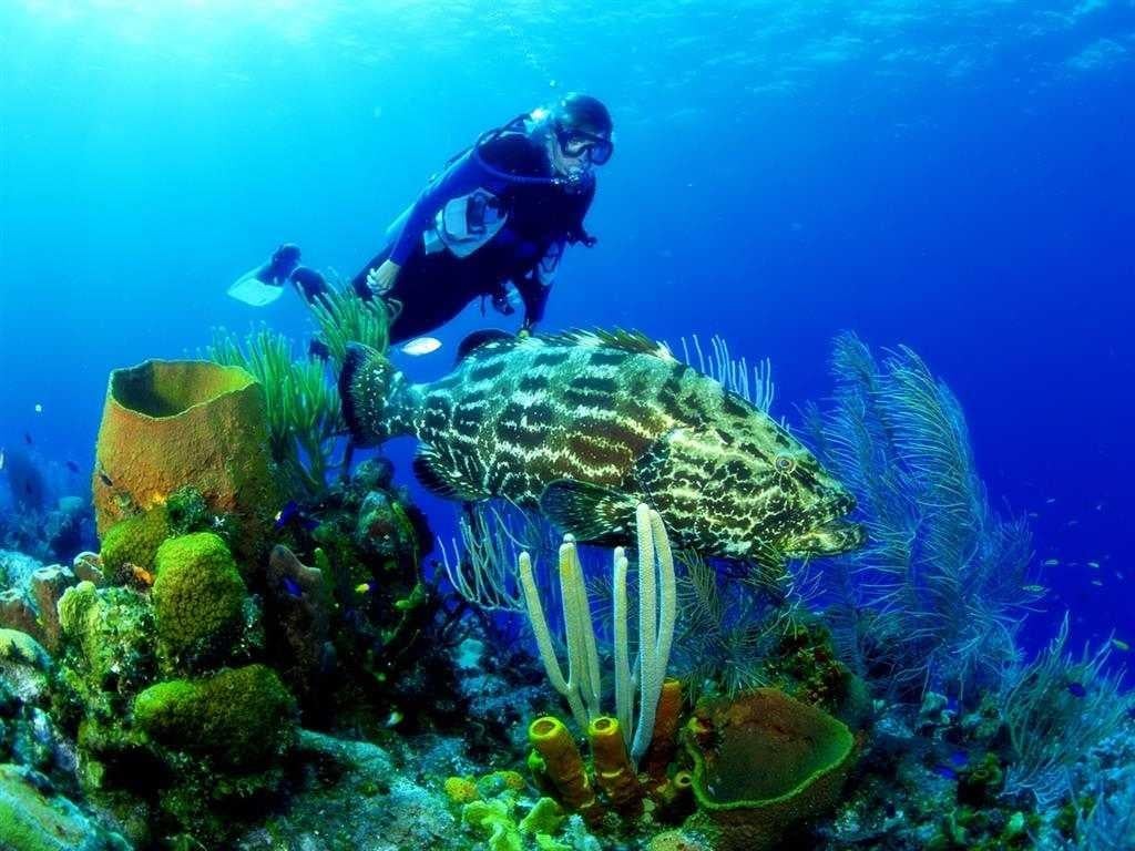 Nha Trang Among Top 5 Diving Destinations In Asia