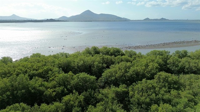 The Dam Nai mangrove forest nature reserve in Ninh Hai District, Ninh Thuan southern province. (Photo: VNA)