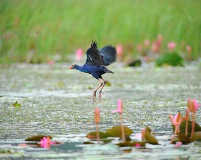 Viet Nam has been named Asia’s Leading Nature Destination 2024 by the World Travel Awards. (Illustrative photo: Vietnam Tourism)