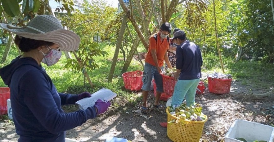 The Mekong Delta region contributes about 31% to GDP of the entire agricultural sector.