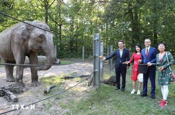 Vietnamese Elephant Adds to German Zoo's Charm