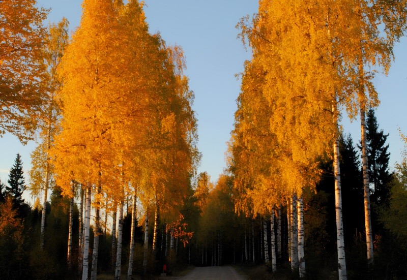 Birch: The Miracle Tree of Russia