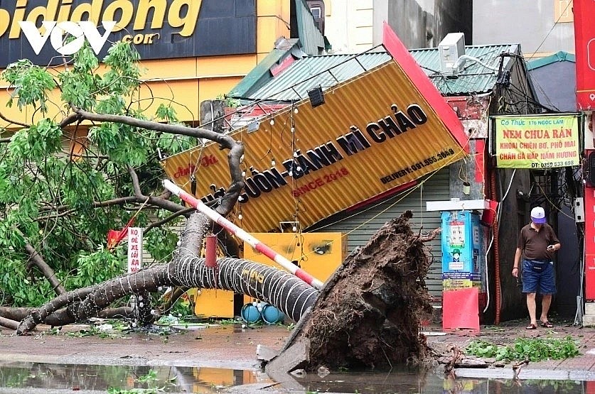 Strong winds bring down a big tree in Gia Lam district of Hanoi capital during the height of Yagi landfall in early September.