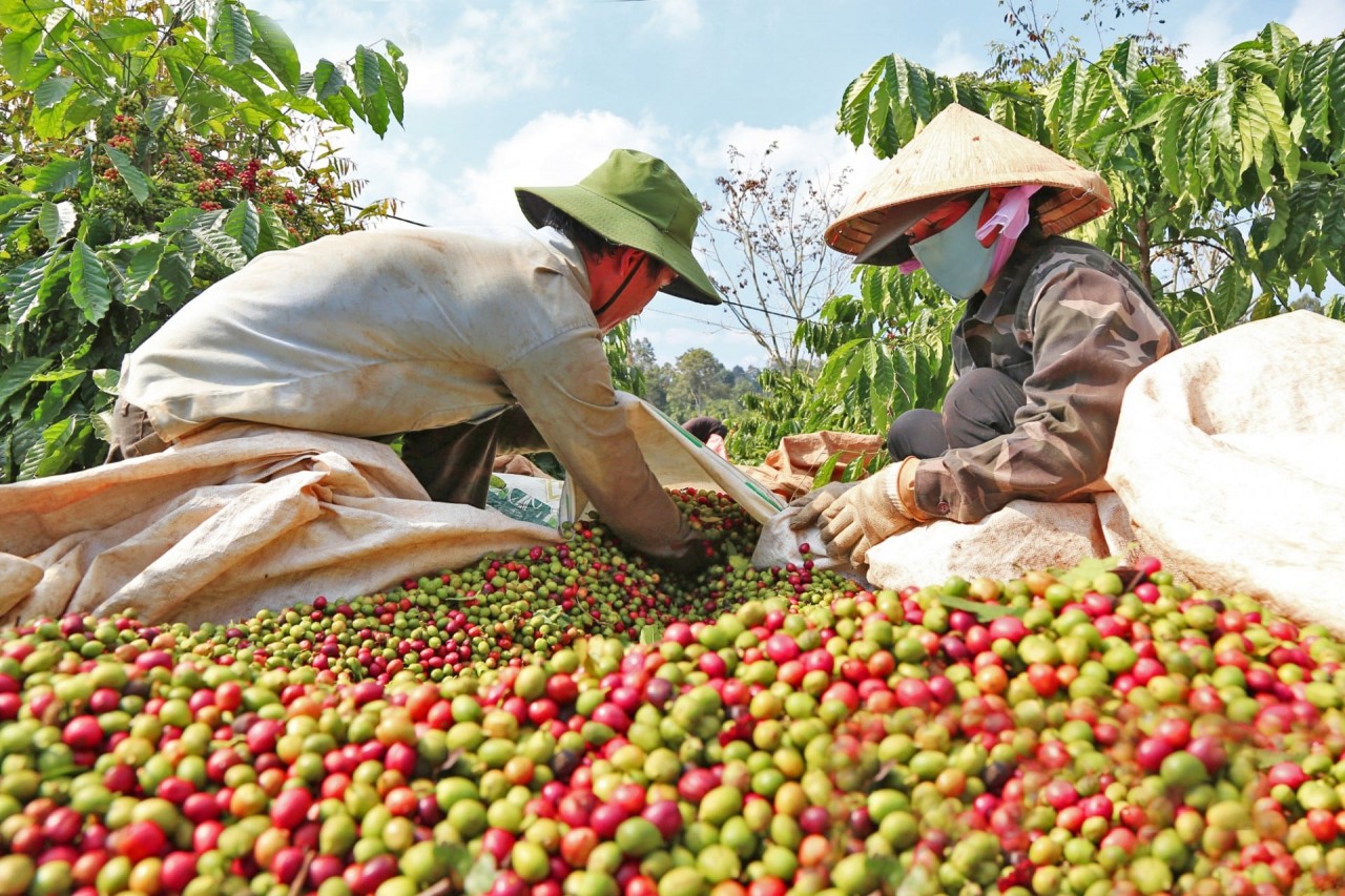 Vietnam’s Agricultural Exports Set for Record High, Eyeing US$60 Billion Despite Typhoon Impact