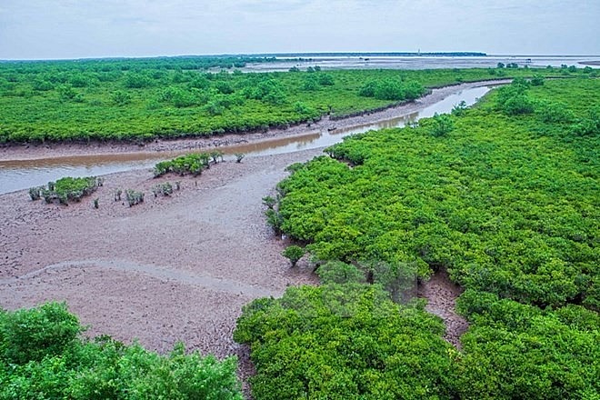 A submerged forest near sea (Photo: VNA)