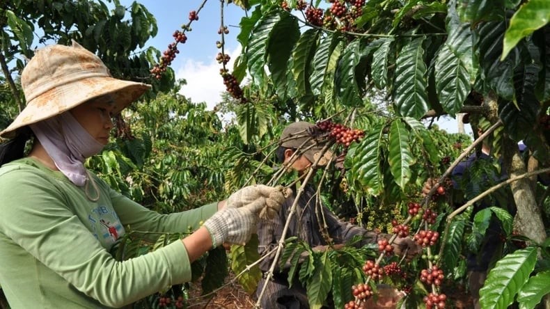 The coffee industry is expected to benefit when the FTA ecosystem comes into existence.