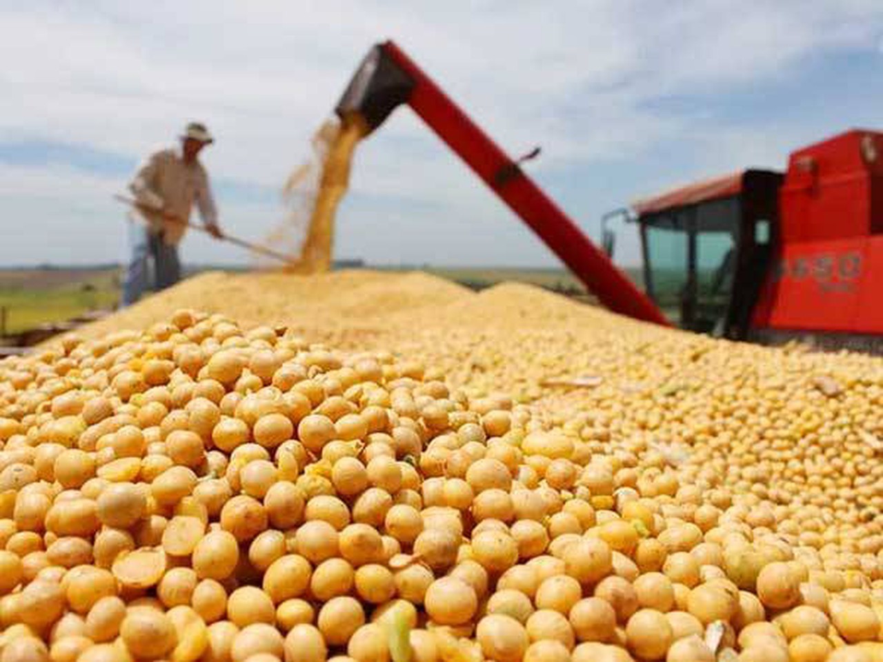 Brazil Tops Vietnam's Soybean Suppliers