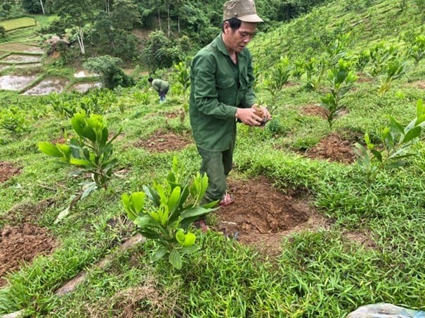 Planting Bach Bo trees in Chau Khe commune, Con Cuong district - (Photo: Thai Ba Tham/VNM-UNDP Project Management Board)