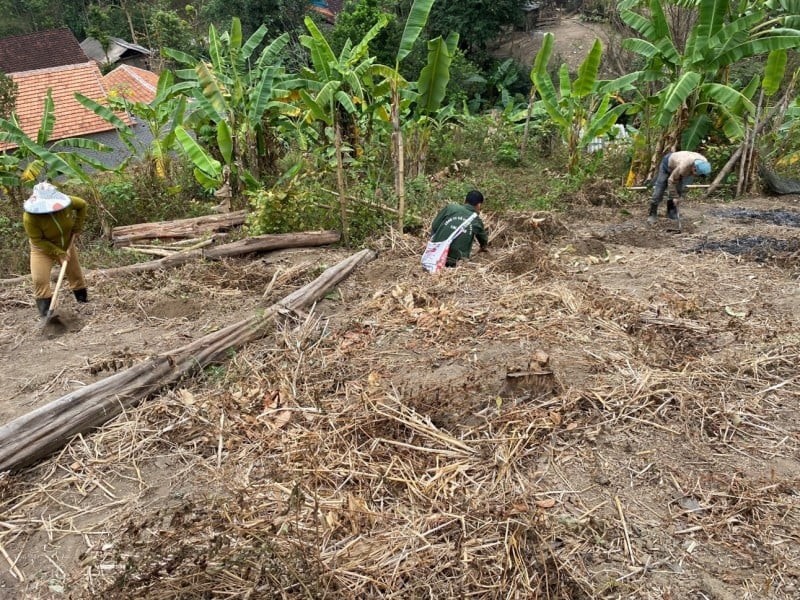 Planting seven-leaf, one-flower tree in Na Ngoi commune, Ky Son district - (Photo: Thai Ba Tham/VNM-UNDP Project Management Board)