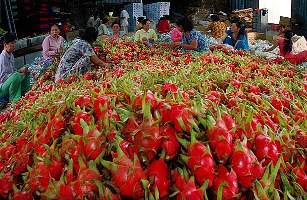 Farmers check the quality of dragon fruit before shipping it to China in the southern province of Tiền Giang. Photo doanhnhansaigon.vn