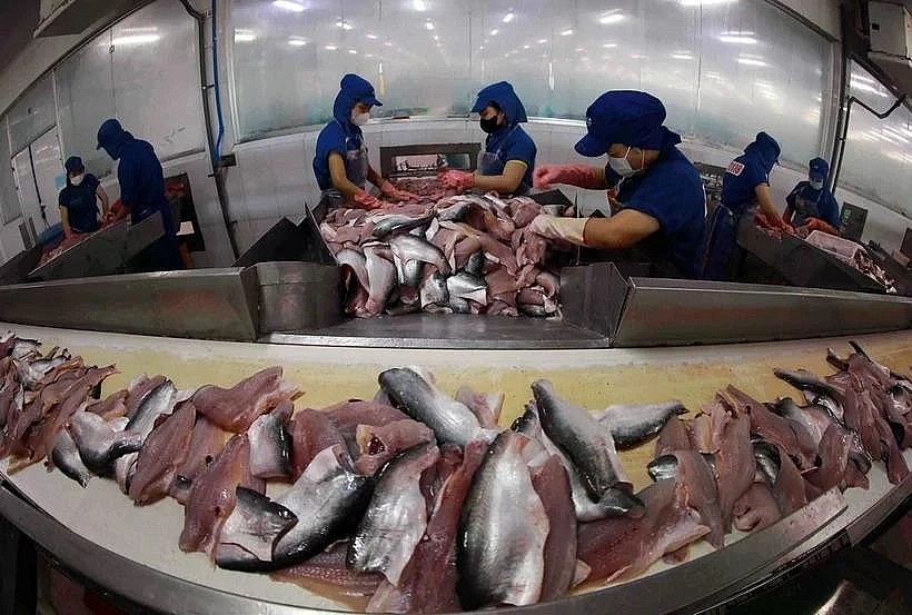 Workers process tra fish for export at a factory of Sao Mai Group. (Photo: VNA)