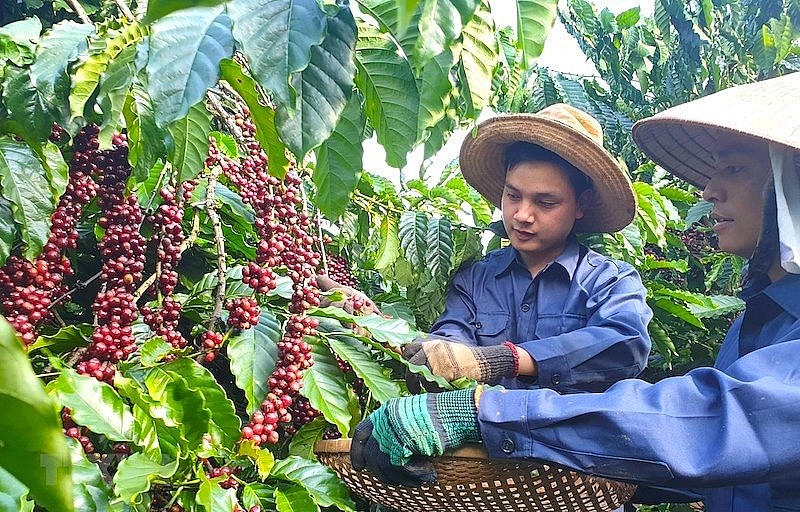 UKVFTA Opens up New Opportunities for Vietnamese Coffee Exports