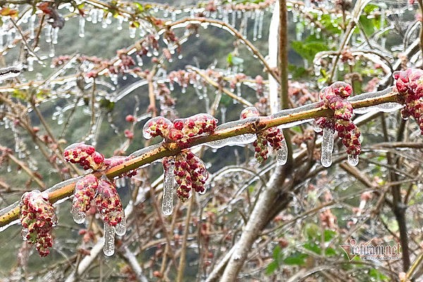 Northern Vietnam may experience frost and icy conditions in mid-January. (Illustrative photo: D.B.)