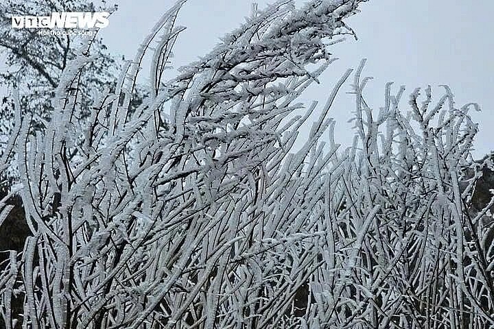 The sharp drop in temperatures in some highland areas has caused a thick layer of frost to form on the summit of Lao Than Mountain in  Lao Cai province, covering the vegetation and the mountainous landscape.