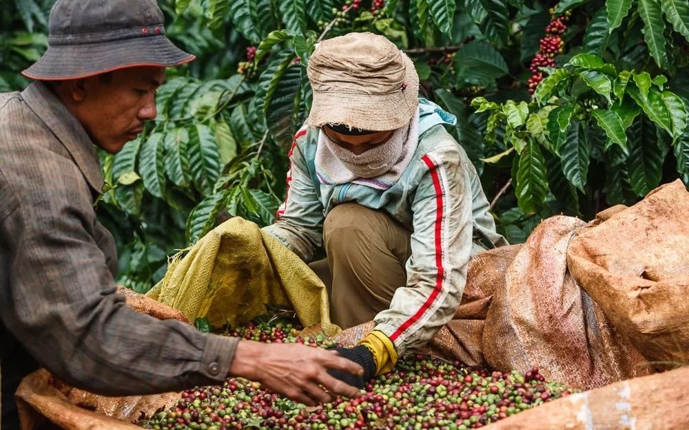 Vietnam’s Coffee Exports Reach Nearly 800 Million USD In January