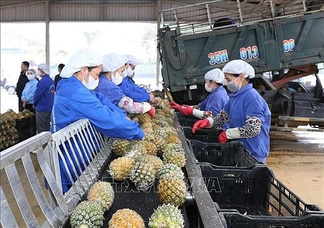 Workers process pineapples for export at a factory in the northern province of Ninh Binh. (Photo: VNA)