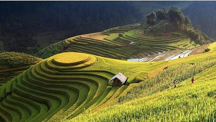 Hoang Su Phi terraced fields in Ha Giang (Photo: Internet)