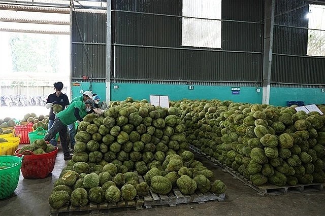 Farmers in the Central Highlands province of Dak Lak collect and prepare durians for export. (Photo: VNA)