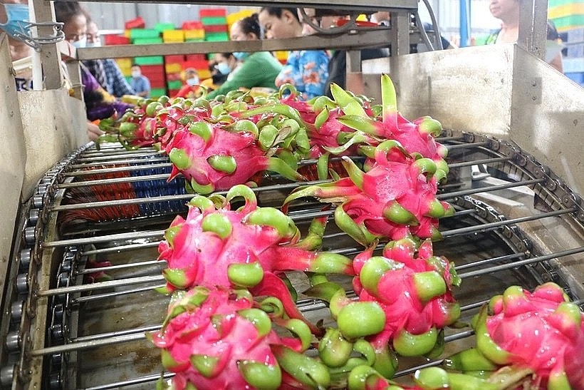 Processing dragon fruit for exports (Photo: VNA)