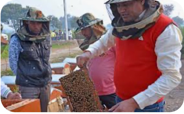India’s sweet success: How the nation becomes a global leader in honey production