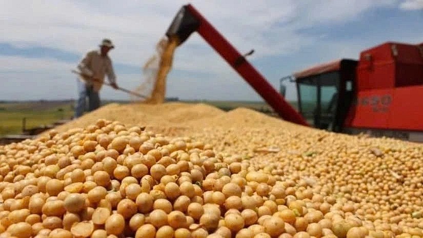 Soyabeans are among key agricultural items Vietnam imports from the United States. (Photo:mekongasean.vn)
