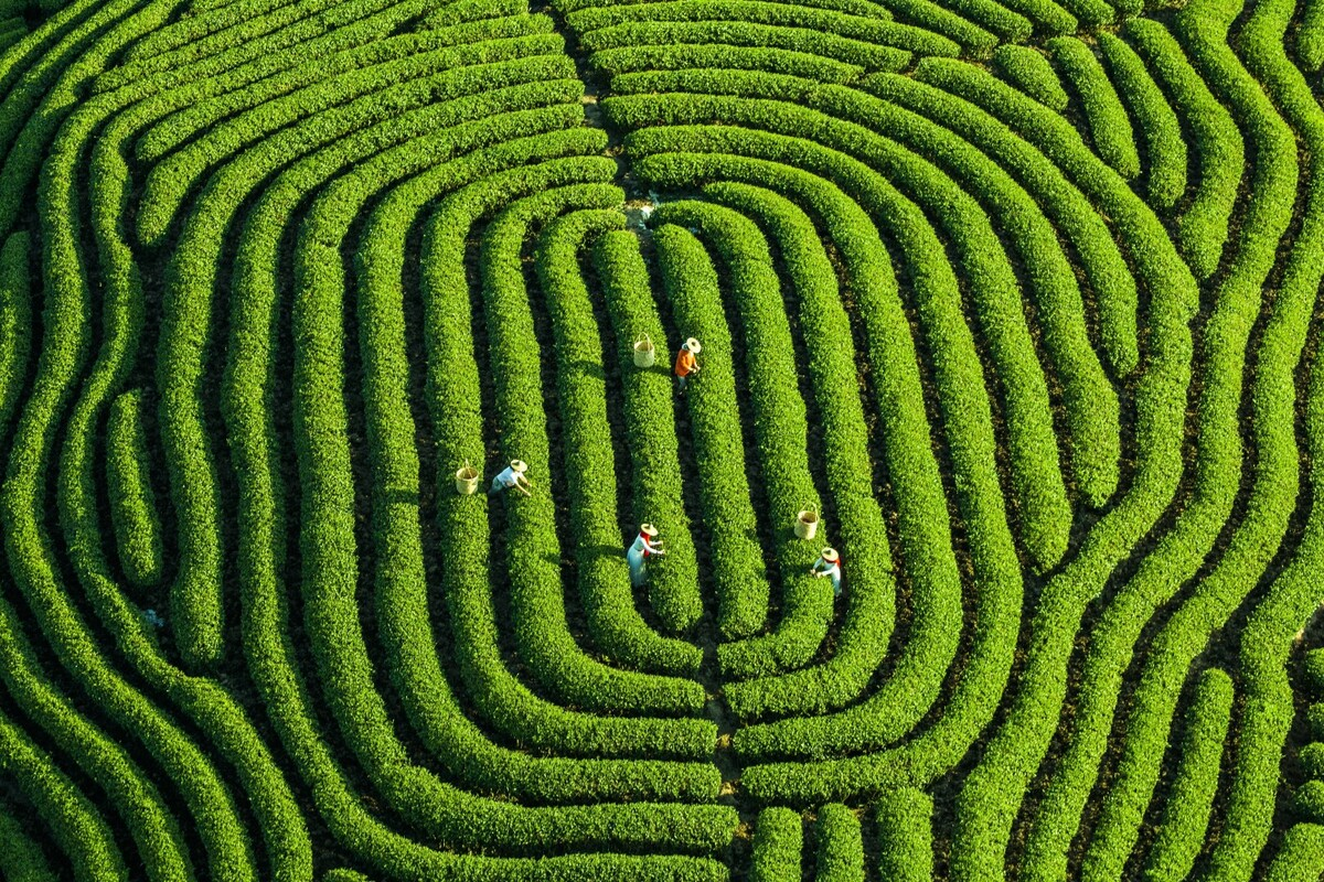 Photo taken in Vietnam shortlisted in international contest