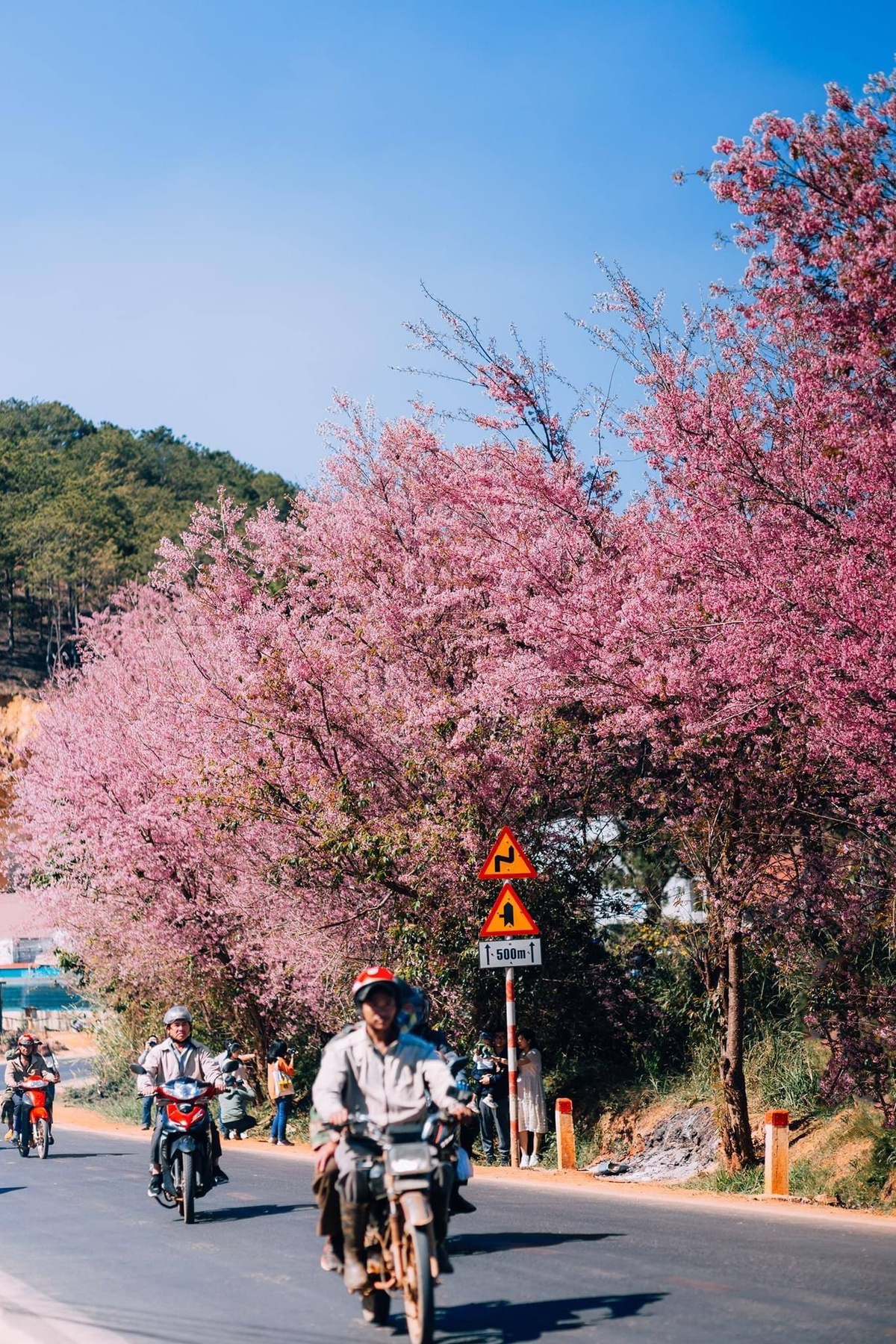 Top ideal places to admire Tet flowers in Da Lat