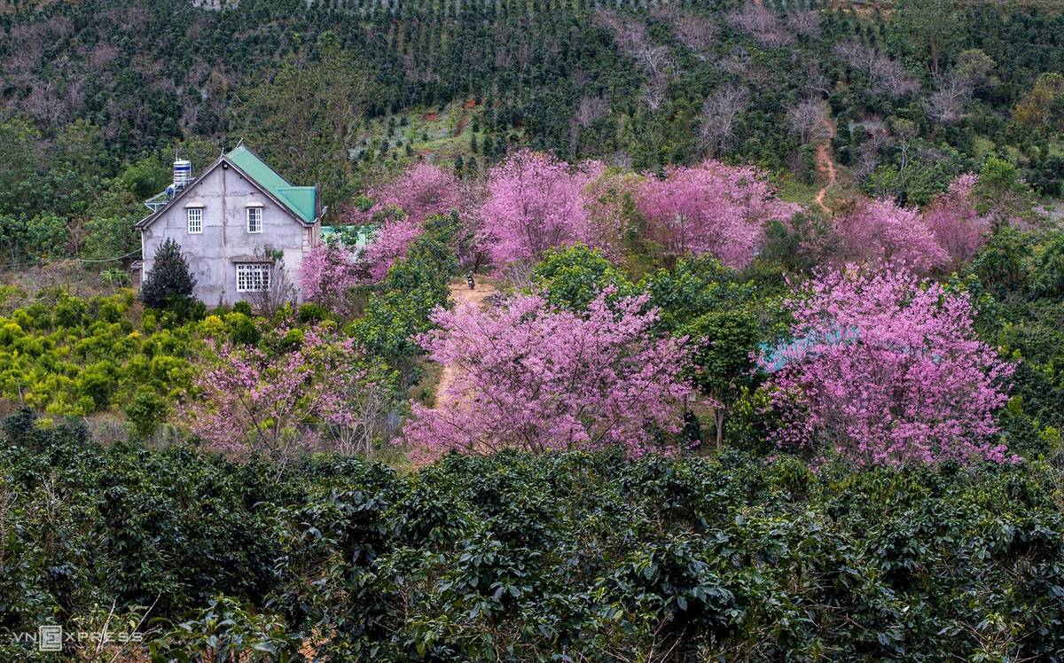 Da Lat blanketed in pink of blooming cherry blossoms