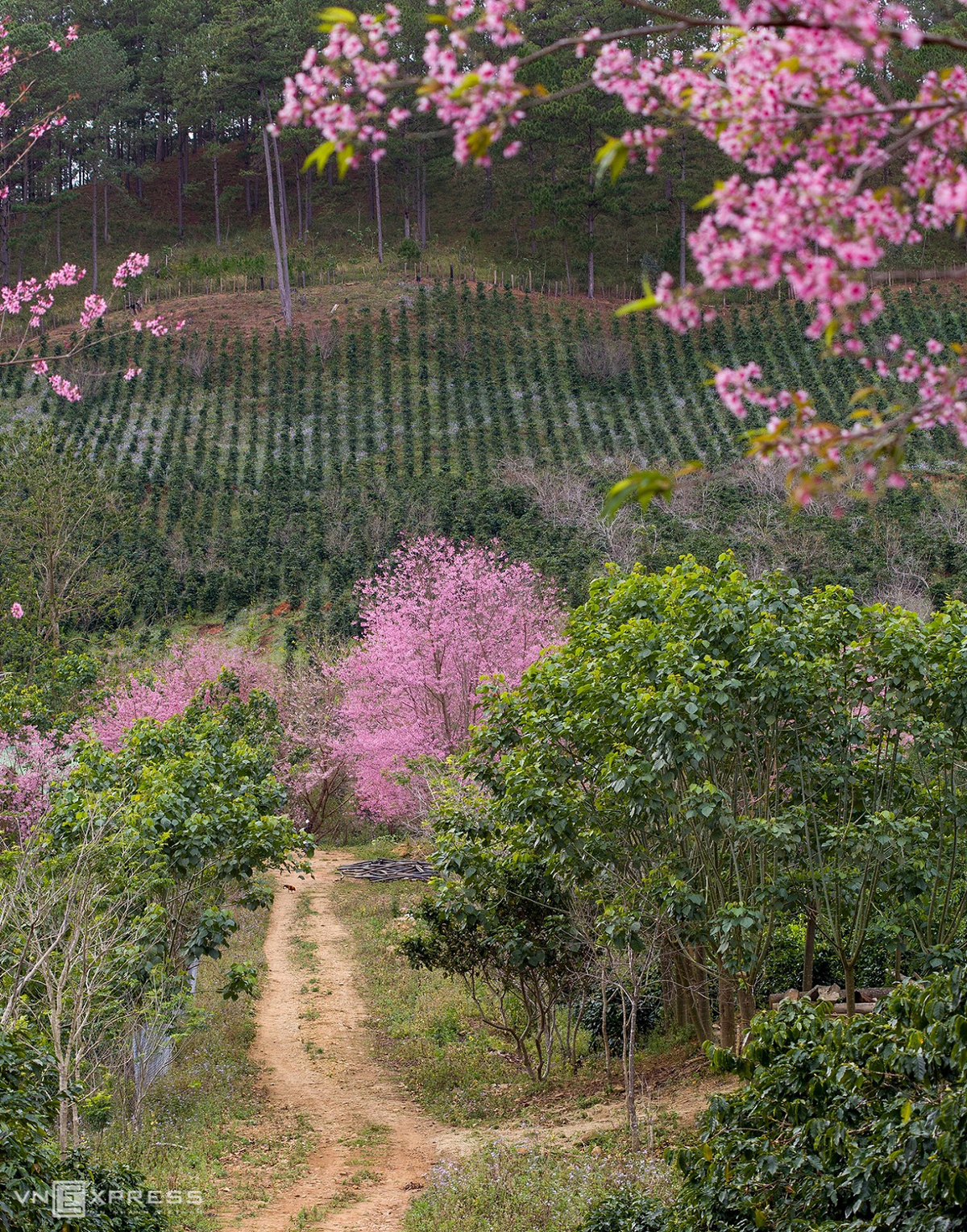 Da Lat blanketed in pink of blooming cherry blossoms