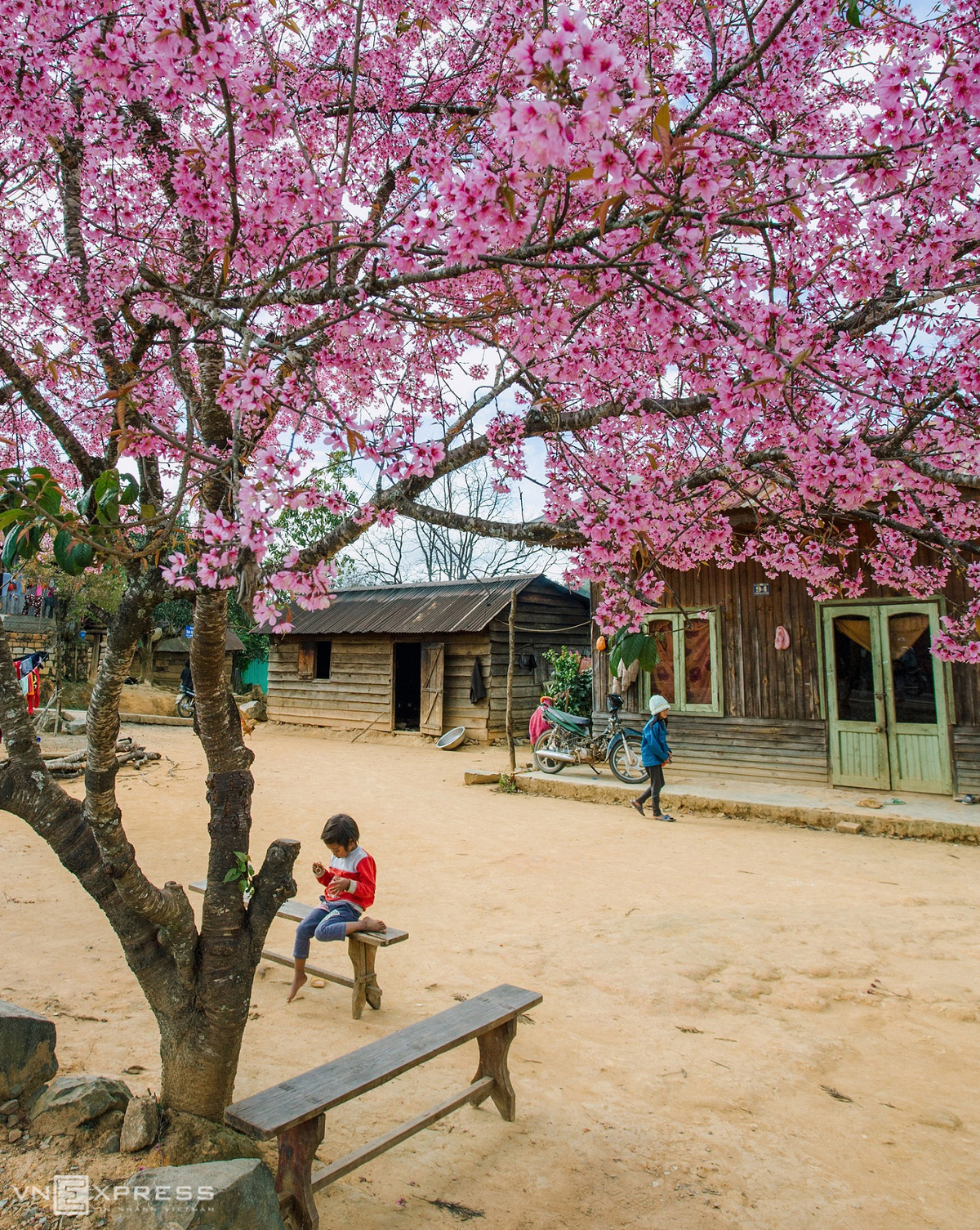 Da Lat blanketed in pink of blooming cherry blossoms