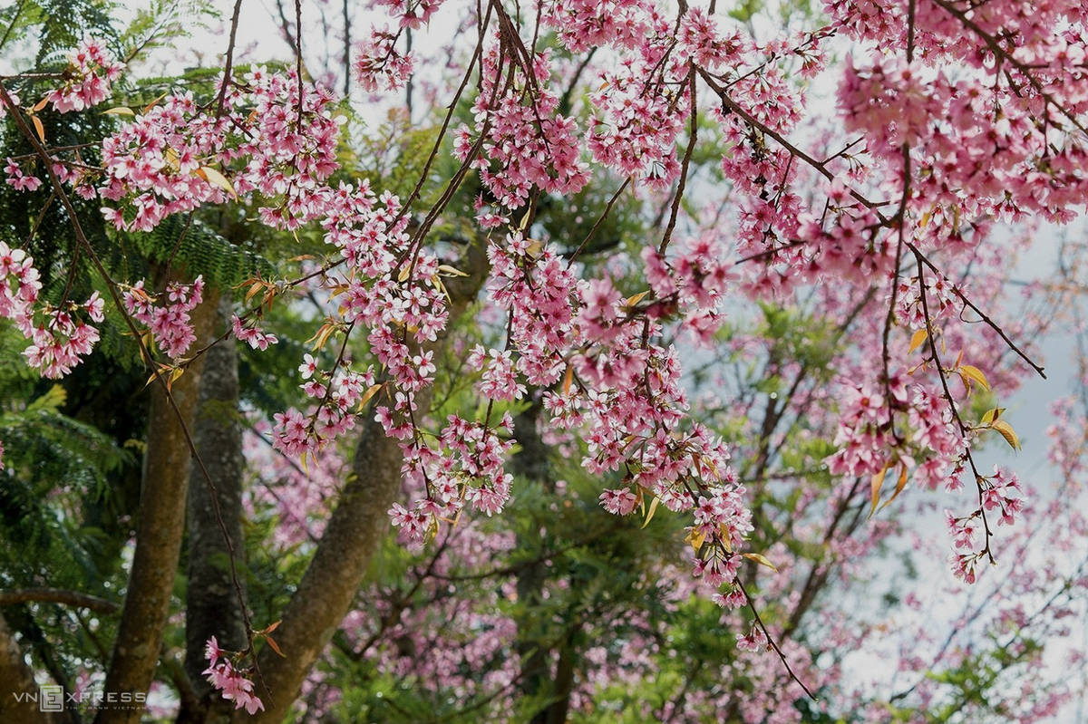 Da Lat blanketed in pink of blooming cherry blossoms