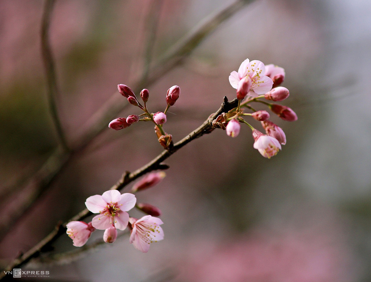 Da Lat blanketed in pink of blooming cherry blossoms