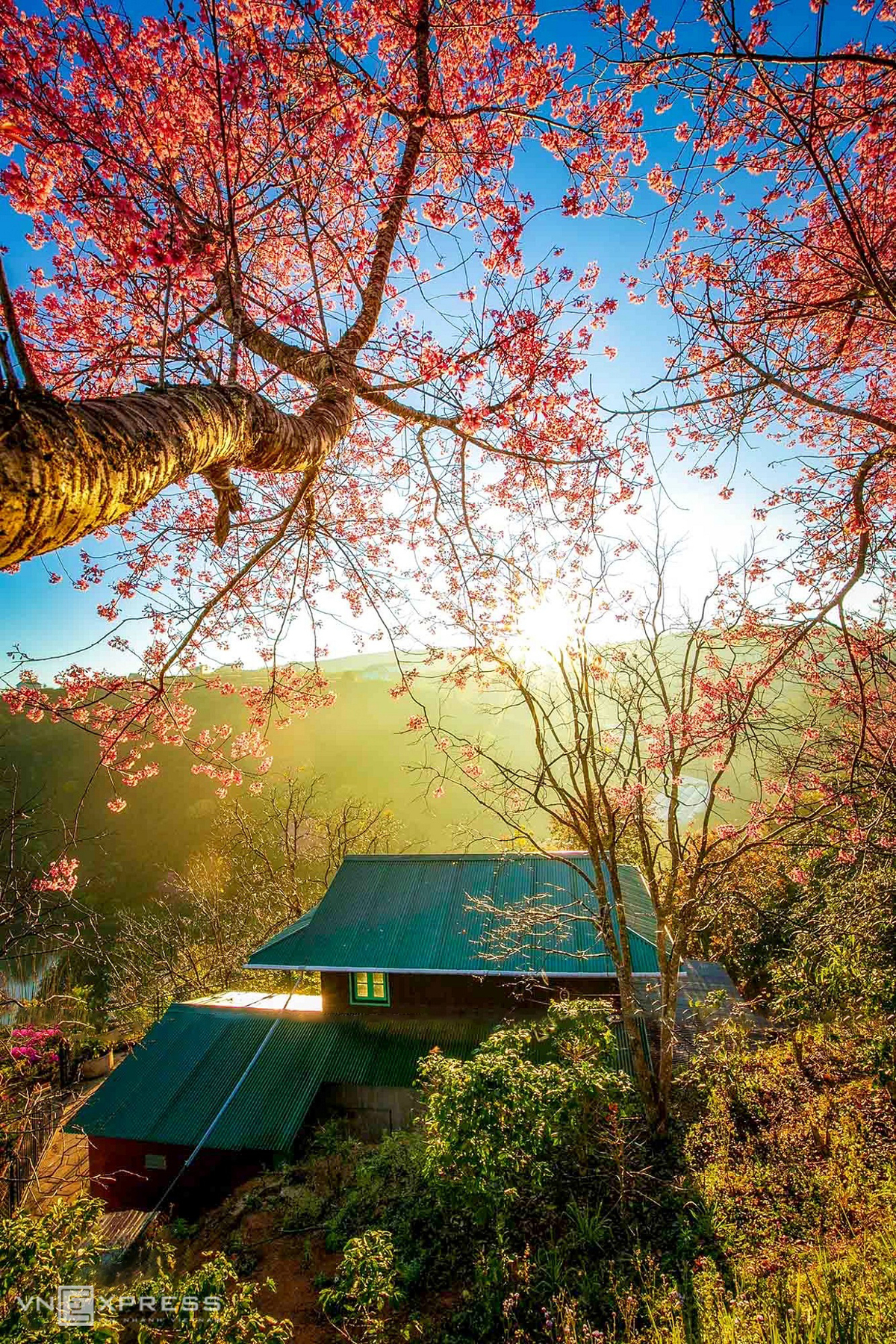 Da Lat blanketed in pink of blooming cherry blossoms