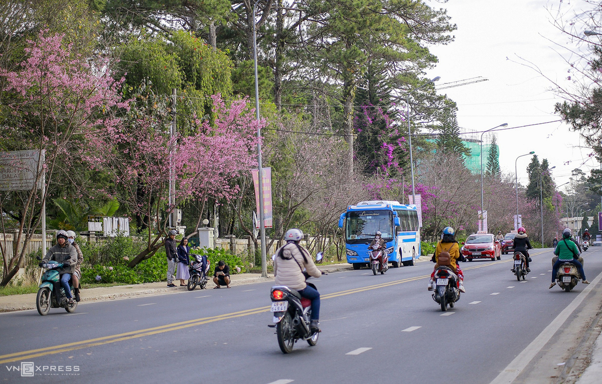 Da Lat blanketed in pink of blooming cherry blossoms