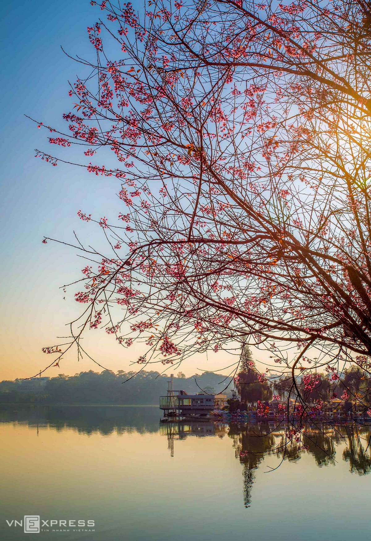 Da Lat blanketed in pink of blooming cherry blossoms