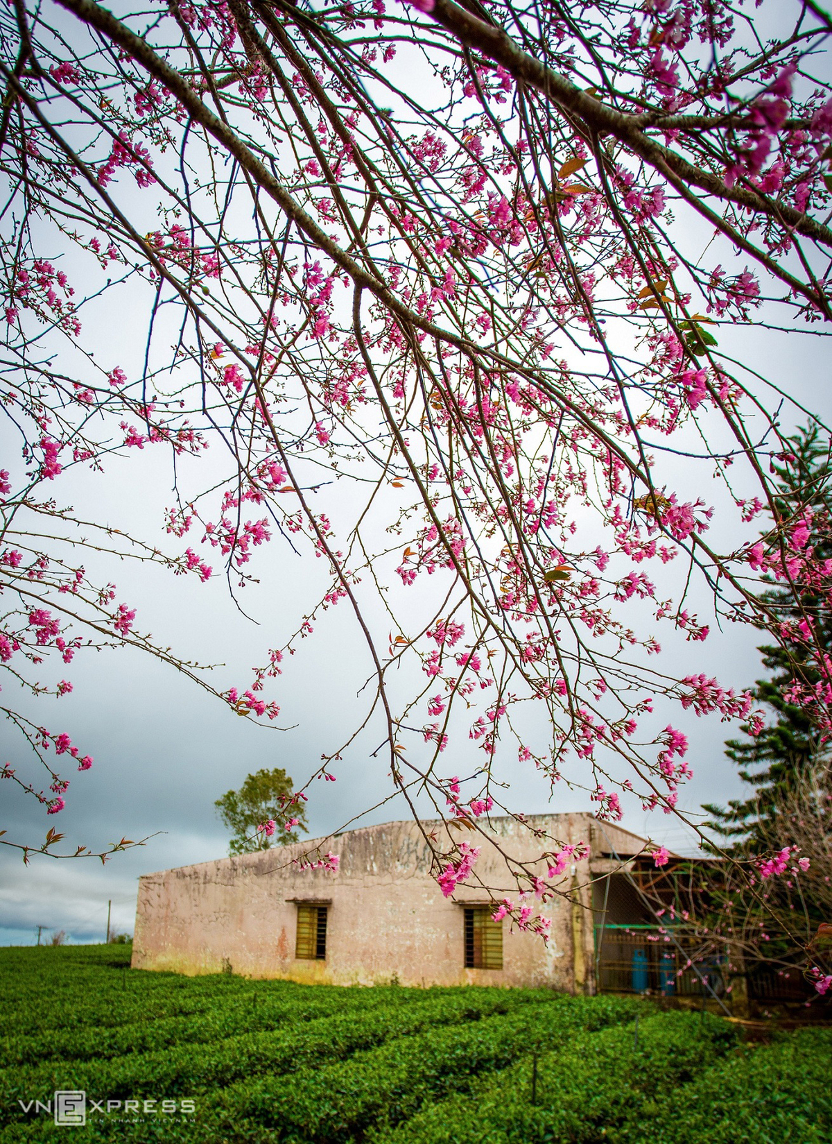 Da Lat blanketed in pink of blooming cherry blossoms