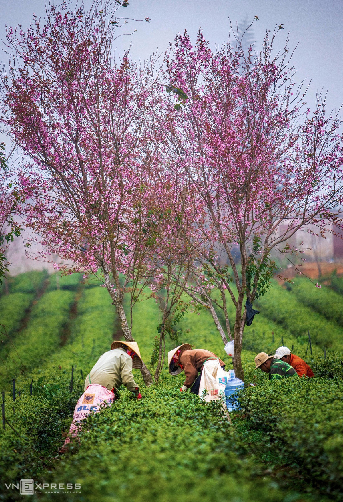 Da Lat blanketed in pink of blooming cherry blossoms