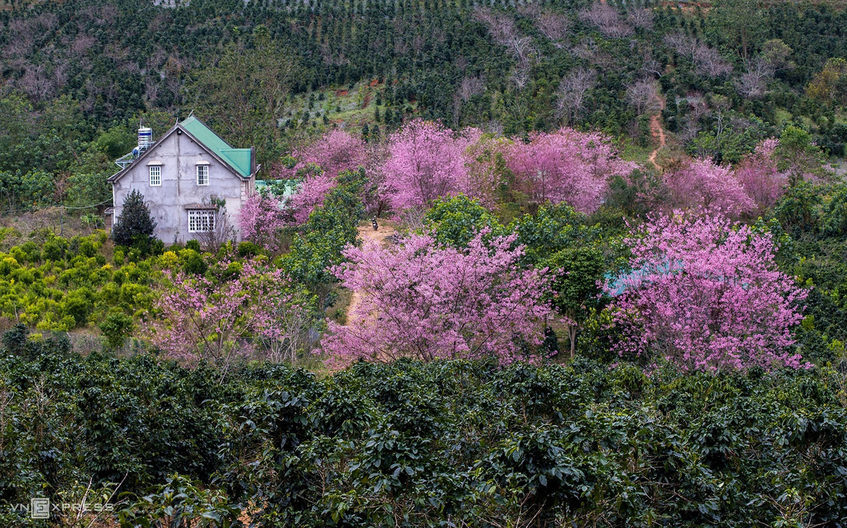 da lat blanketed in pink of blooming cherry blossoms
