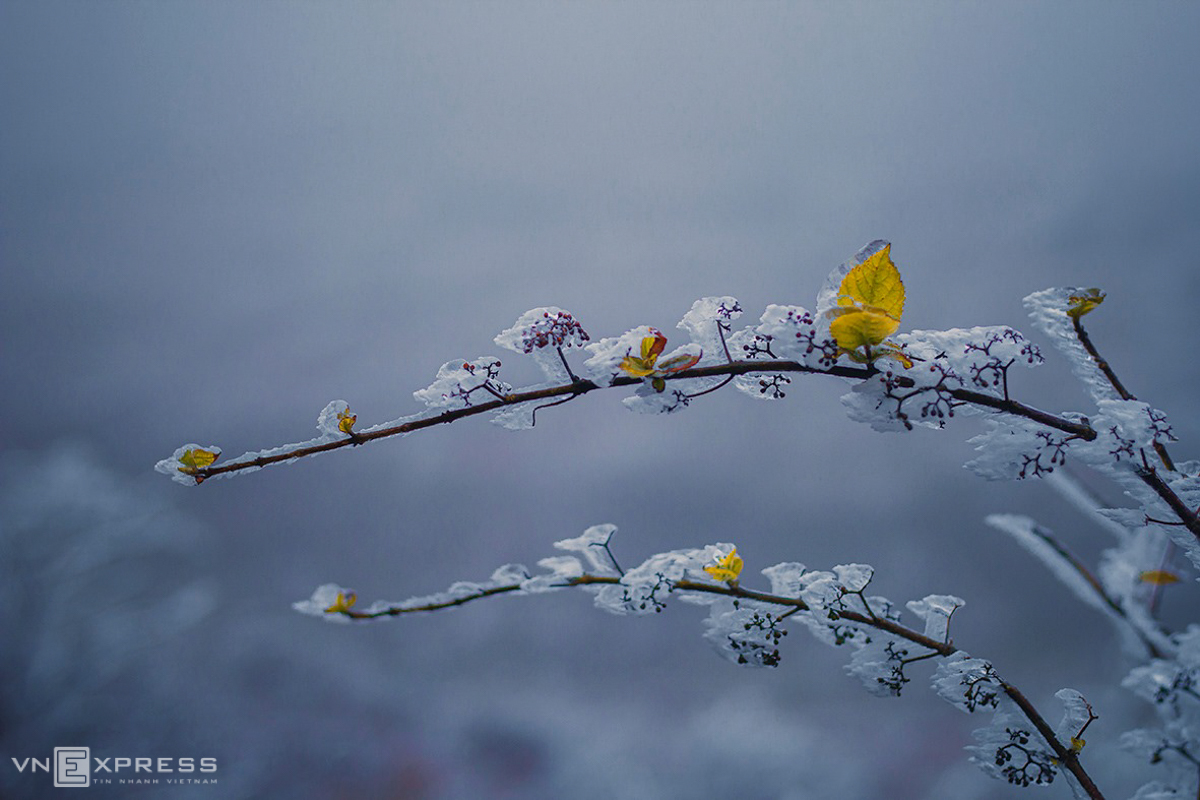 Northern Vietnam’s mountainous provinces blanketed in frost and snow, video