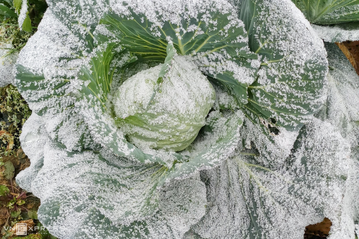 Northern Vietnam’s mountainous provinces blanketed in frost and snow, video