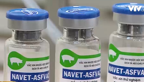 Vietnam to become the first country successfully producing African swine fever vaccine