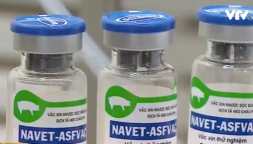 vietnam to become the first country successfully producing african swine fever vaccine