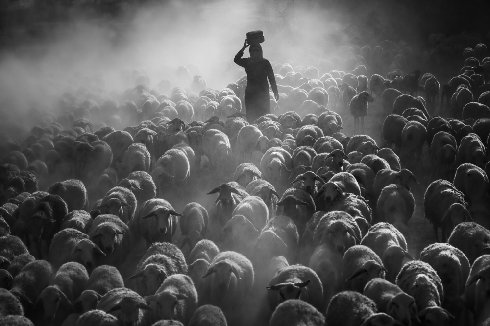 Two Vietnamese photographers claim prizes at Int’l Monochrome Awards 2020