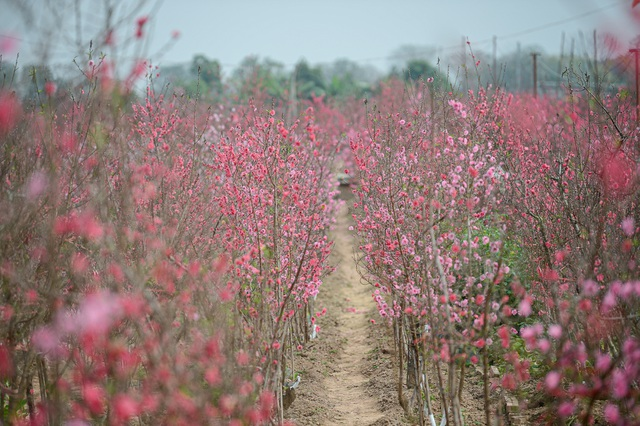 Gorgeous scene in Northern Vietnam’s largest peach blossom- growing hub