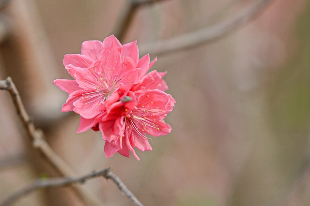 Gorgeous scene in Northern Vietnam’s largest peach blossom- growing hub