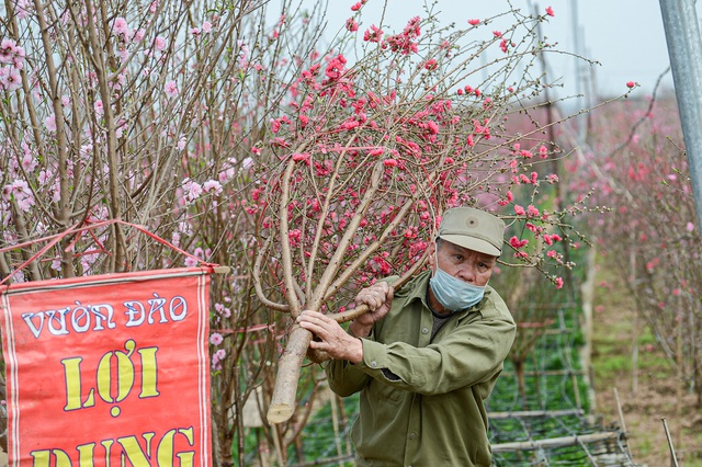 Gorgeous scene in Northern Vietnam’s largest peach blossom- growing hub