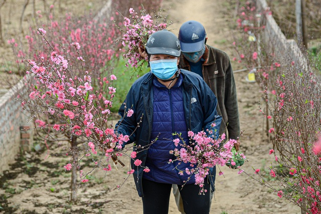 Gorgeous scene in Northern Vietnam’s largest peach blossom- growing hub