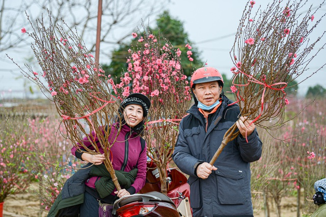 Gorgeous scene in Northern Vietnam’s largest peach blossom- growing hub